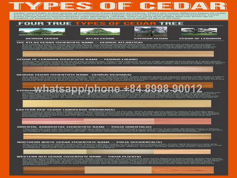 How Many Types Of Cedar Wood Are There